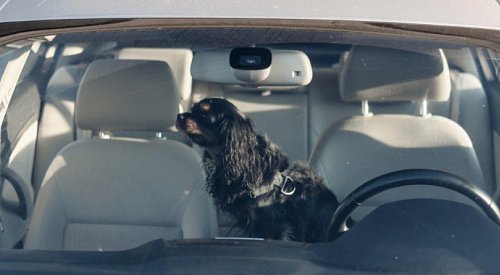 BC SPCA has already received over 250 calls about animals in hot cars this year