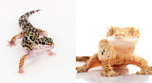 1 dead, 3 hospitalized as another salmonella outbreak linked to geckos declared across Canada